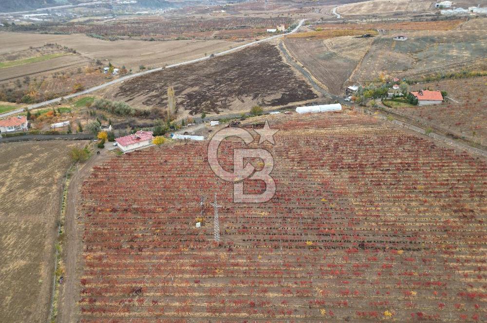 KALECİK ŞENYURT'TA EKİPMANLARIYLA SATILIK 92.167 m2 ÜZÜM BAĞI
