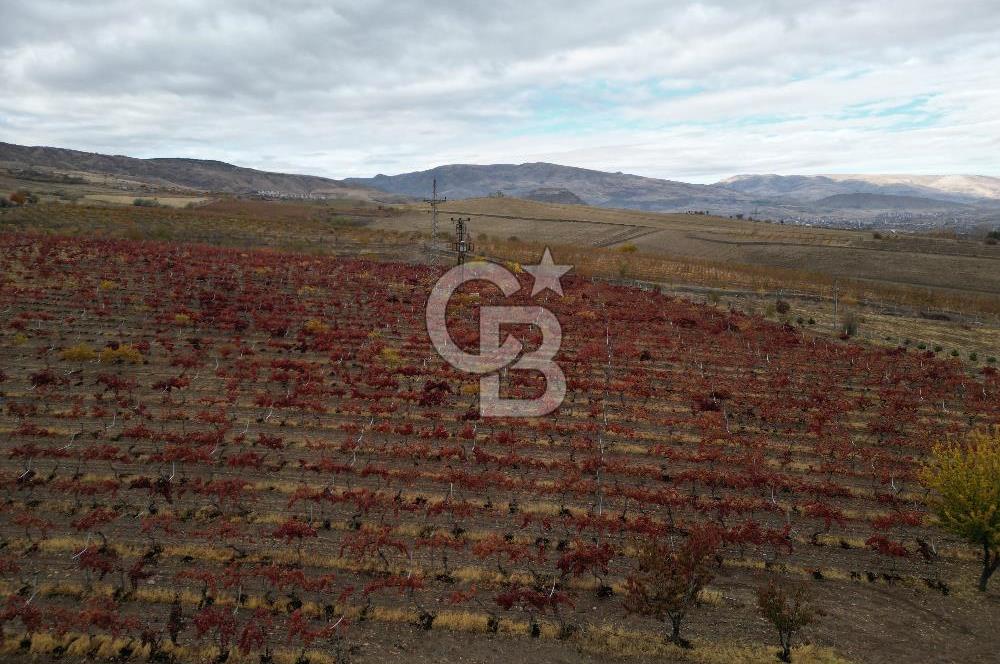 KALECİK ŞENYURT'TA EKİPMANLARIYLA SATILIK 92.167 m2 ÜZÜM BAĞI