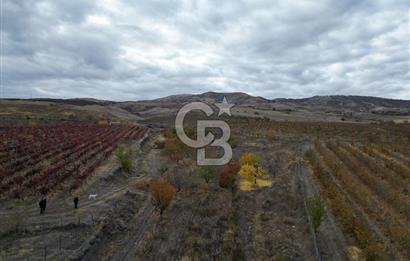 KALECİK ŞENYURT'TA EKİPMANLARIYLA SATILIK 92.167 m2 ÜZÜM BAĞI