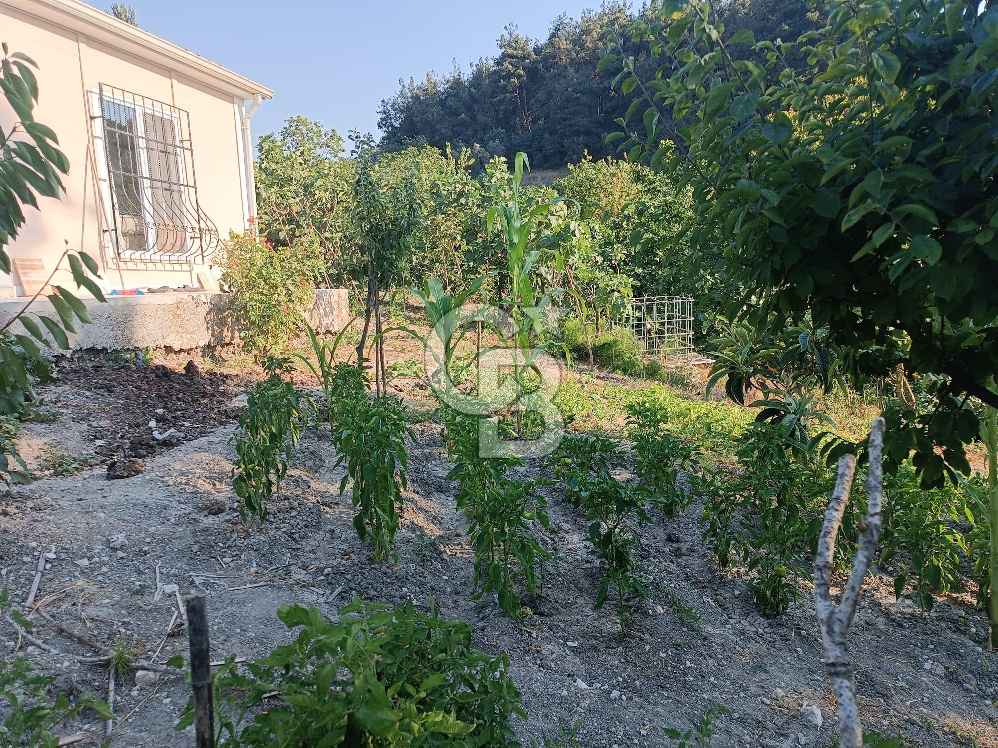 CB CLASS MUDANYA YÖRÜKALİ DE 1750 M2 BAĞ EVİ ELEKTRİK SU VE YOL