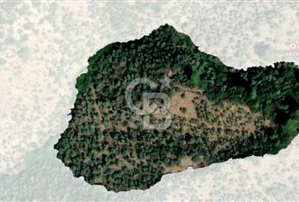 MİLAS HACIAHMETLER 6.611m2 ZEYTİNLİK ULAŞIM YOLU AÇIK BAKIMLI ZEYTİNLİK