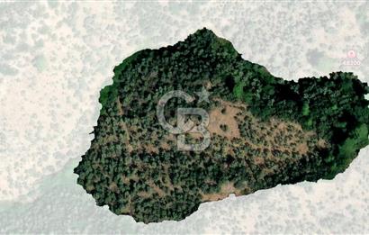 MİLAS HACIAHMETLER 6.611m2 ZEYTİNLİK ULAŞIM YOLU AÇIK BAKIMLI ZEYTİNLİK