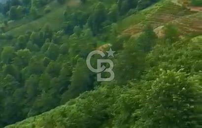 TURİZM ALTYAPISI HAZIR İÇİNDE KAYNAK SUYU BULUNAN SATILIK ÇAY BAHÇESİ