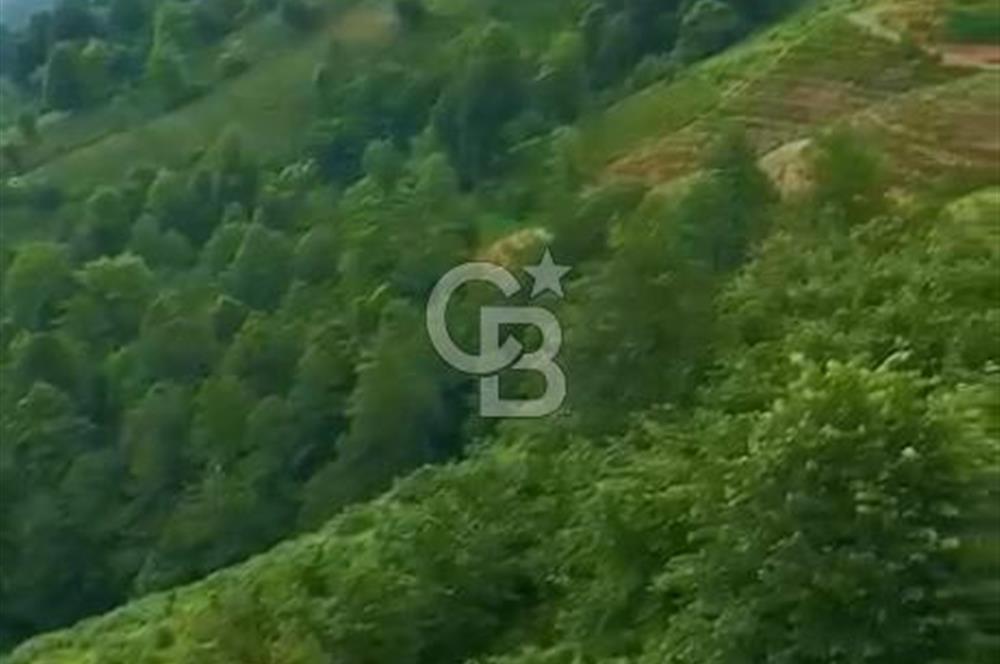 TURİZM ALTYAPISI HAZIR İÇİNDE KAYNAK SUYU BULUNAN SATILIK ÇAY BAHÇESİ