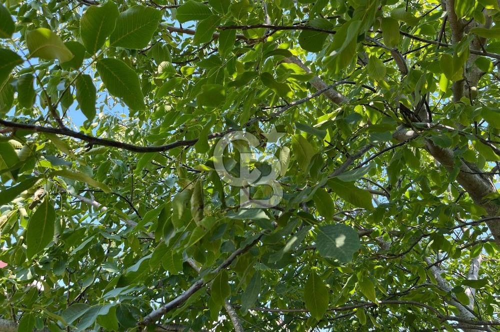 Urla Torasan Mahallesi 328 m2 Arsa İçerisinde Müstakil Ev