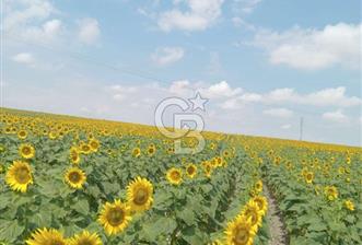 Tekirdag saray