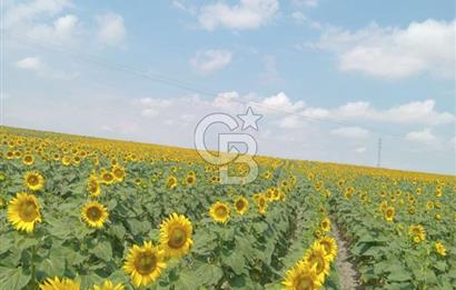 Tekirdag saray