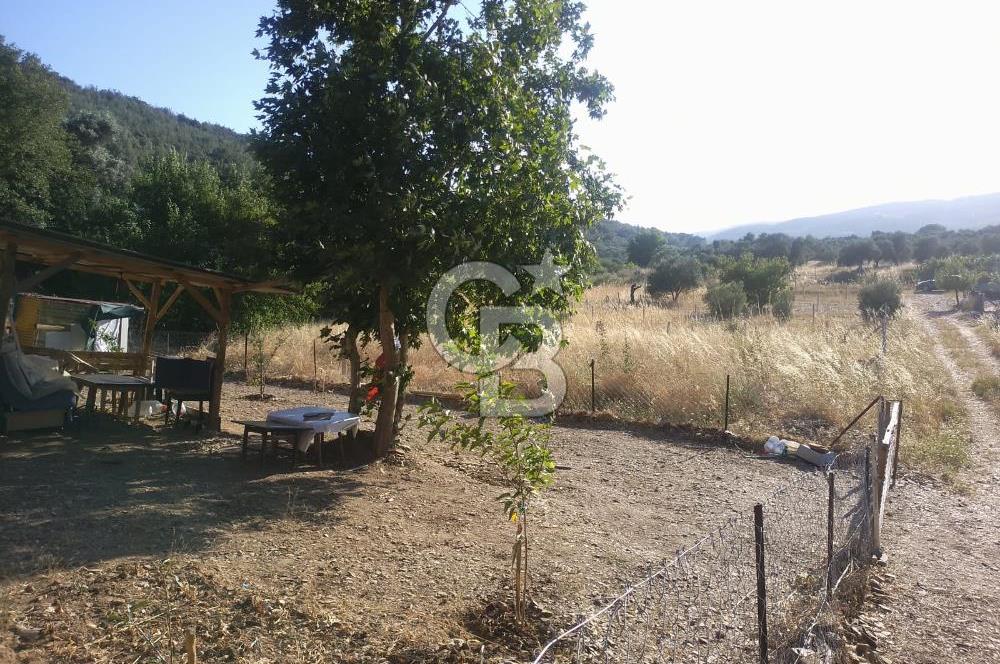 KARAKIZLARDA 309 M2 HOBİ BAHÇESİ ZEYTİNLİK TAPULU