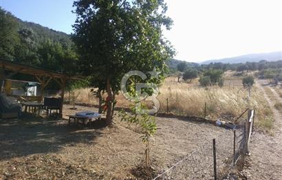 KARAKIZLARDA 309 M2 HOBİ BAHÇESİ ZEYTİNLİK TAPULU