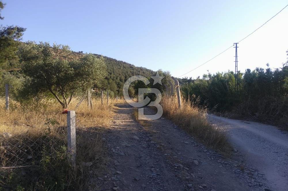KARAKIZLARDA 309 M2 HOBİ BAHÇESİ ZEYTİNLİK TAPULU