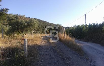 KARAKIZLARDA 309 M2 HOBİ BAHÇESİ ZEYTİNLİK TAPULU