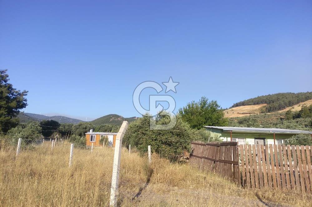 KARAKIZLARDA 309 M2 HOBİ BAHÇESİ ZEYTİNLİK TAPULU