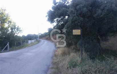 KARAKIZLARDA 309 M2 HOBİ BAHÇESİ ZEYTİNLİK TAPULU
