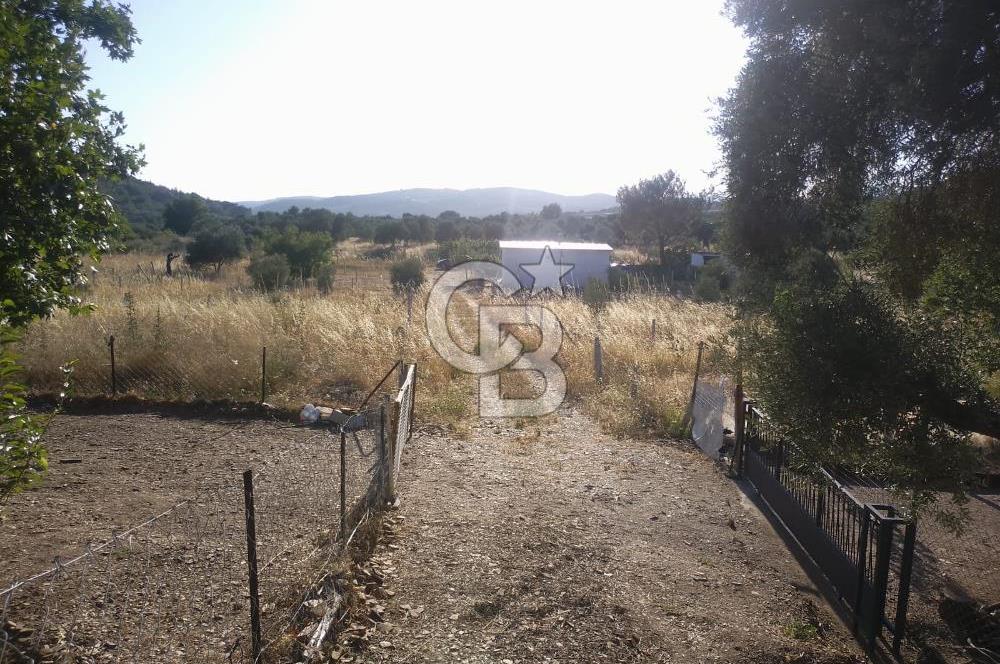 KARAKIZLARDA 309 M2 HOBİ BAHÇESİ ZEYTİNLİK TAPULU