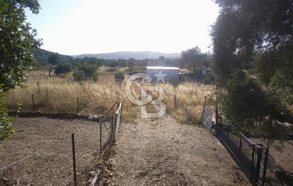 KARAKIZLARDA 309 M2 HOBİ BAHÇESİ ZEYTİNLİK TAPULU