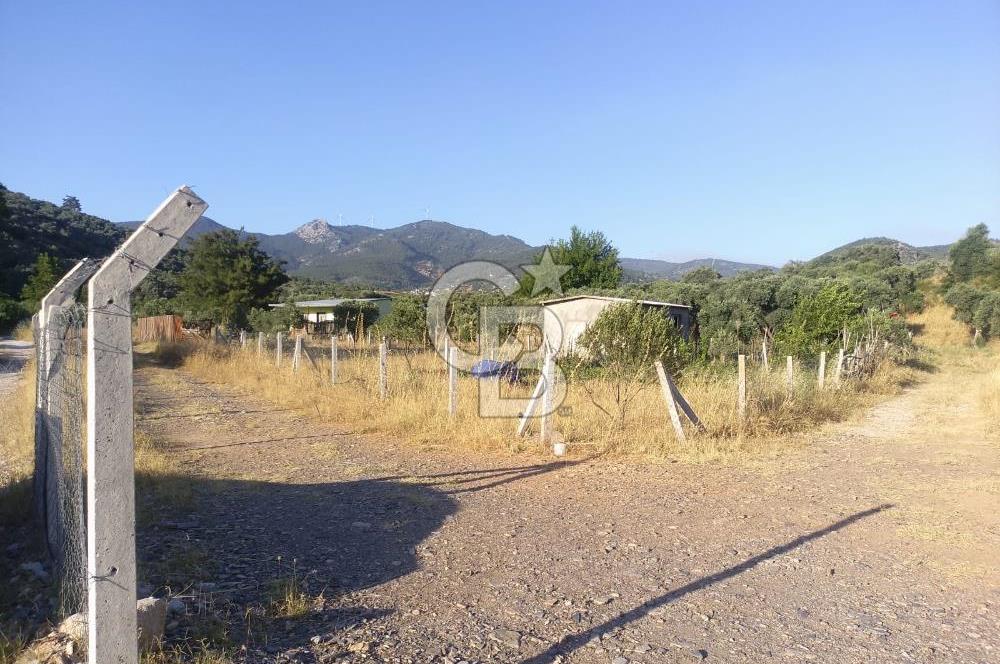 KARAKIZLARDA 309 M2 HOBİ BAHÇESİ ZEYTİNLİK TAPULU