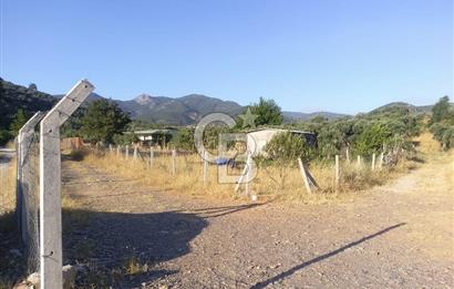 KARAKIZLARDA 309 M2 HOBİ BAHÇESİ ZEYTİNLİK TAPULU
