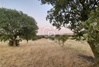 Dazyurt Köyünde Satılık Arazi