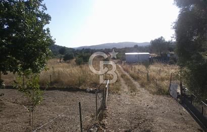 KARAKIZLARDA 309 M2 HOBİ BAHÇESİ ZEYTİNLİK TAPULU