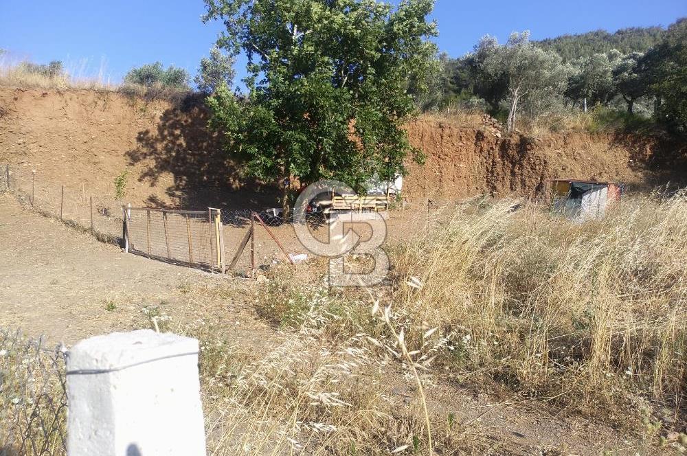 KARAKIZLARDA 309 M2 HOBİ BAHÇESİ ZEYTİNLİK TAPULU