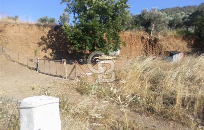 KARAKIZLARDA 309 M2 HOBİ BAHÇESİ ZEYTİNLİK TAPULU