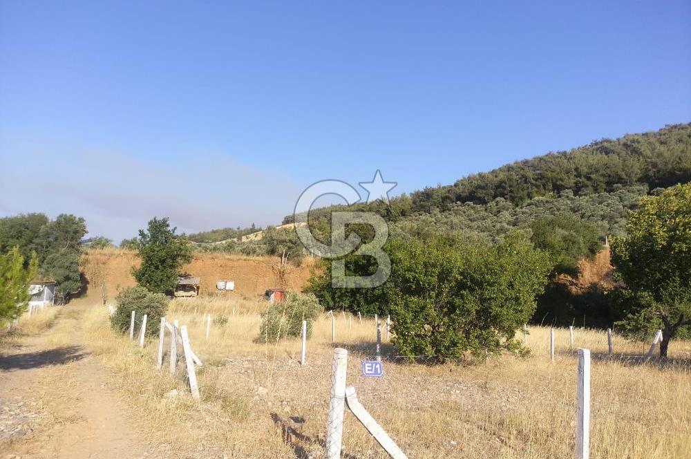 KARAKIZLARDA 309 M2 HOBİ BAHÇESİ ZEYTİNLİK TAPULU