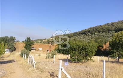 KARAKIZLARDA 309 M2 HOBİ BAHÇESİ ZEYTİNLİK TAPULU