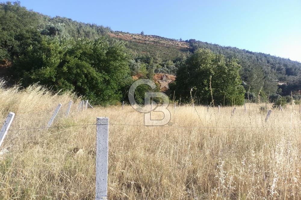 KARAKIZLARDA 309 M2 HOBİ BAHÇESİ ZEYTİNLİK TAPULU