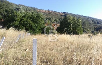 KARAKIZLARDA 309 M2 HOBİ BAHÇESİ ZEYTİNLİK TAPULU