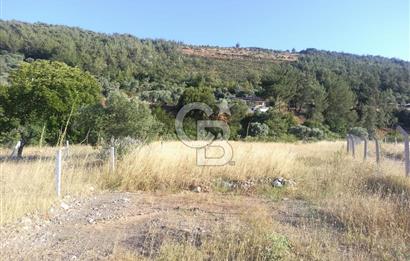 KARAKIZLARDA 309 M2 HOBİ BAHÇESİ ZEYTİNLİK TAPULU