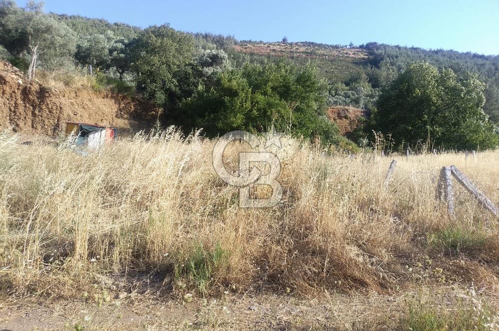 KARAKIZLARDA 309 M2 HOBİ BAHÇESİ ZEYTİNLİK TAPULU