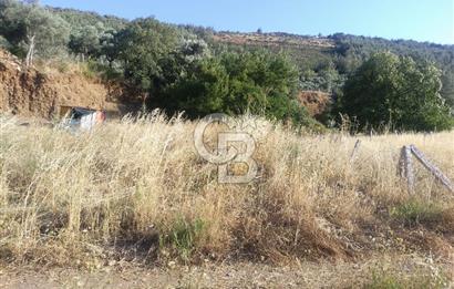 KARAKIZLARDA 309 M2 HOBİ BAHÇESİ ZEYTİNLİK TAPULU