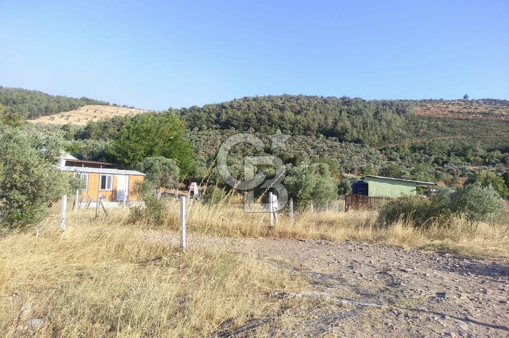 KARAKIZLARDA 309 M2 HOBİ BAHÇESİ ZEYTİNLİK TAPULU