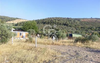KARAKIZLARDA 309 M2 HOBİ BAHÇESİ ZEYTİNLİK TAPULU