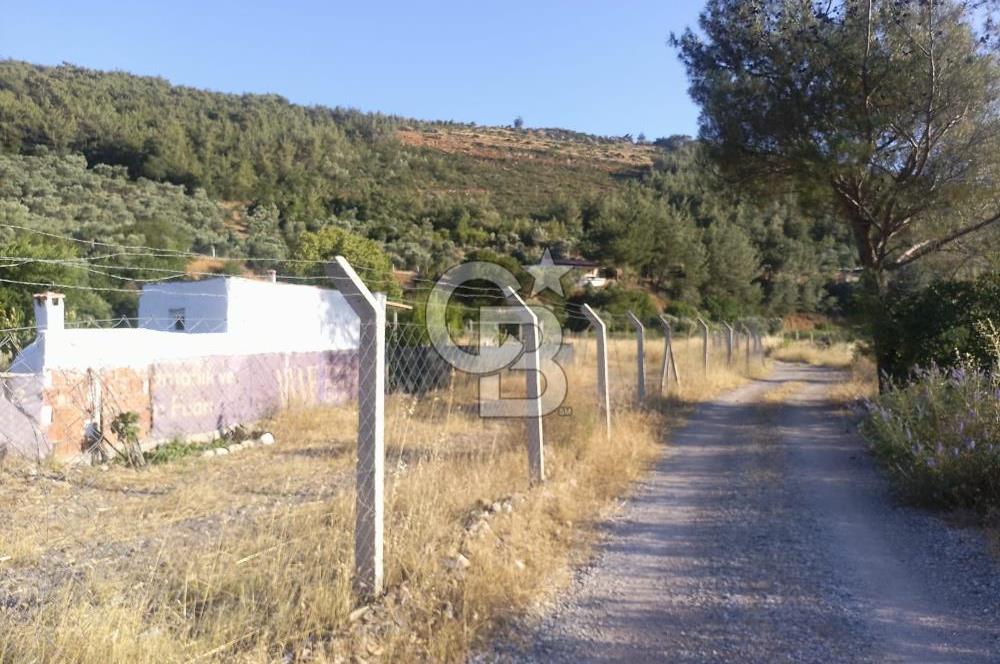KARAKIZLARDA 309 M2 HOBİ BAHÇESİ ZEYTİNLİK TAPULU