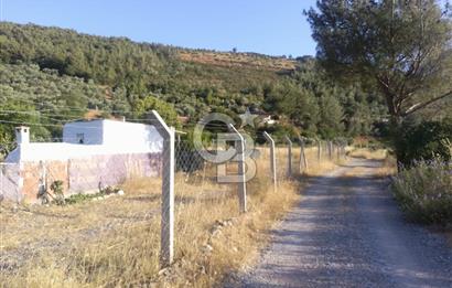 KARAKIZLARDA 309 M2 HOBİ BAHÇESİ ZEYTİNLİK TAPULU