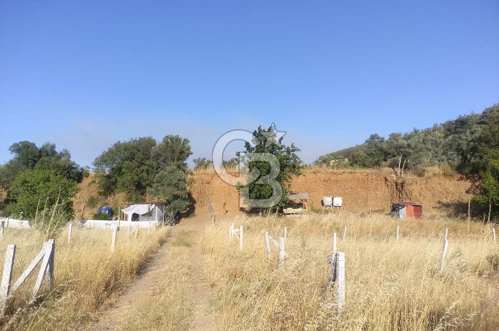 KARAKIZLARDA 309 M2 HOBİ BAHÇESİ ZEYTİNLİK TAPULU