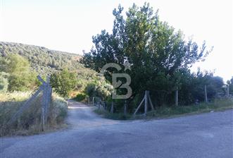 KARAKIZLARDA 309 M2 HOBİ BAHÇESİ ZEYTİNLİK TAPULU