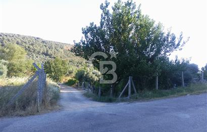 KARAKIZLARDA 309 M2 HOBİ BAHÇESİ ZEYTİNLİK TAPULU