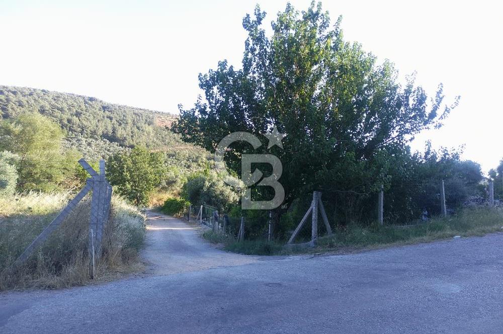 KARAKIZLARDA 309 M2 HOBİ BAHÇESİ ZEYTİNLİK TAPULU