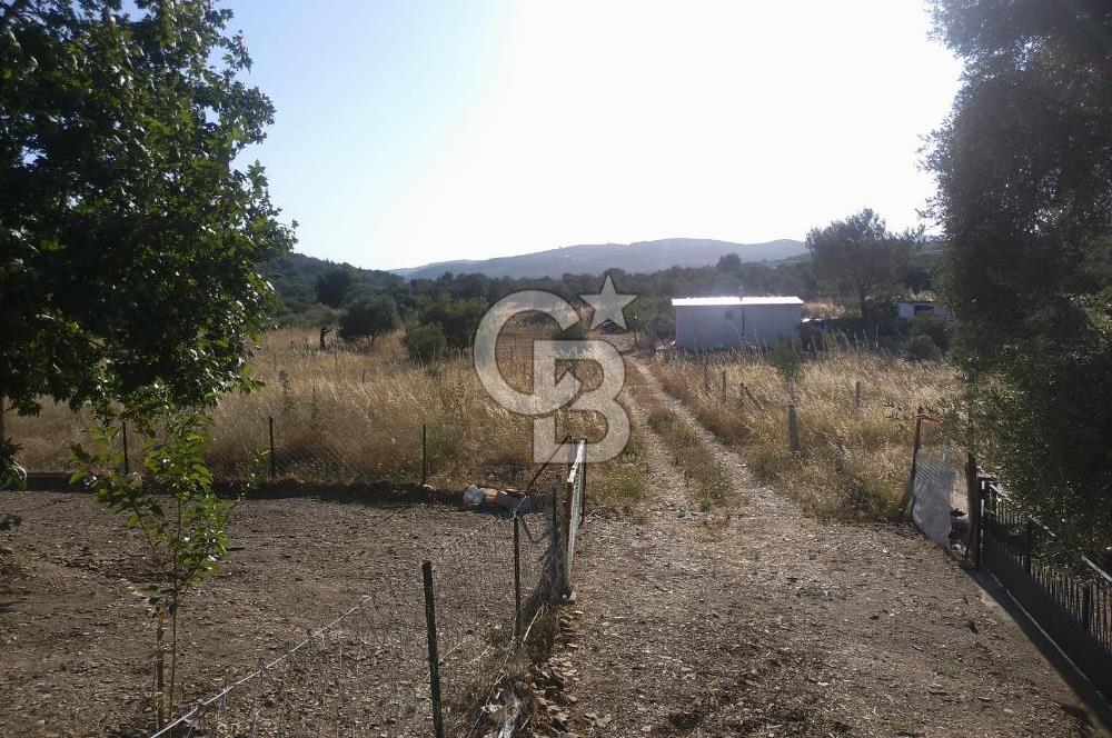 KARAKIZLARDA 309 M2 HOBİ BAHÇESİ ZEYTİNLİK TAPULU