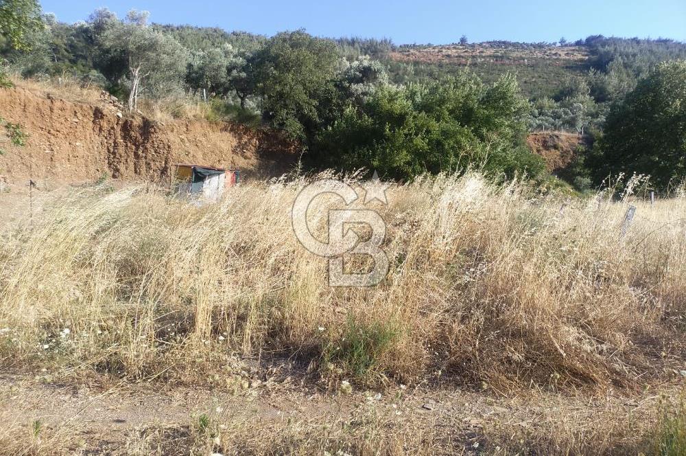 KARAKIZLARDA 309 M2 HOBİ BAHÇESİ ZEYTİNLİK TAPULU