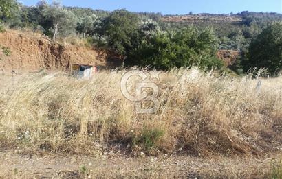 KARAKIZLARDA 309 M2 HOBİ BAHÇESİ ZEYTİNLİK TAPULU