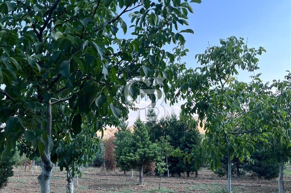 Pursaklar Yeşilyurt'ta 18.198 m2 Müstakil Tapulu Çiftlik