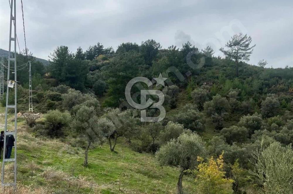 KEMALPAŞA ÖRENDE 14 DÖNÜM TARLA