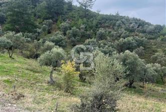 KEMALPAŞA ÖRENDE 14 DÖNÜM TARLA