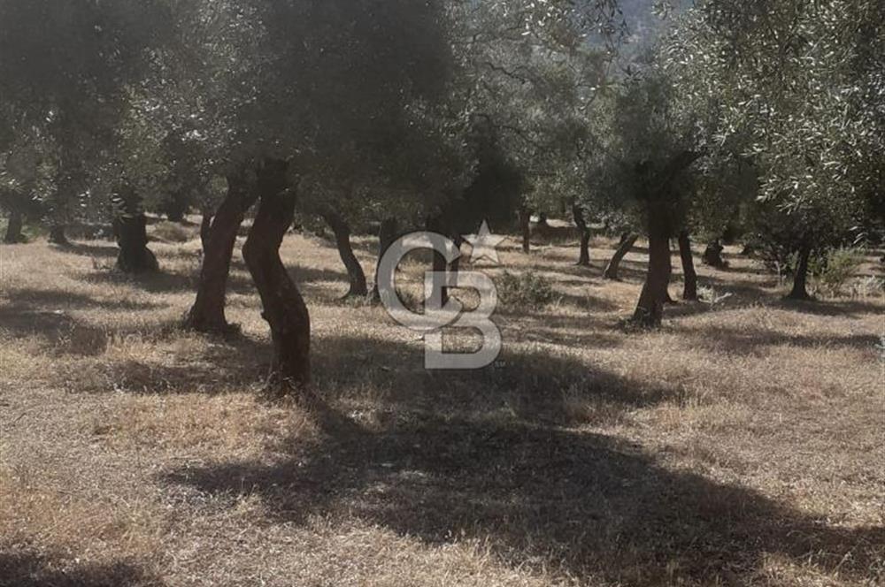 MİLAS.DERİNCE DE SATILIK 2400 M2 ZEYTİNLİK