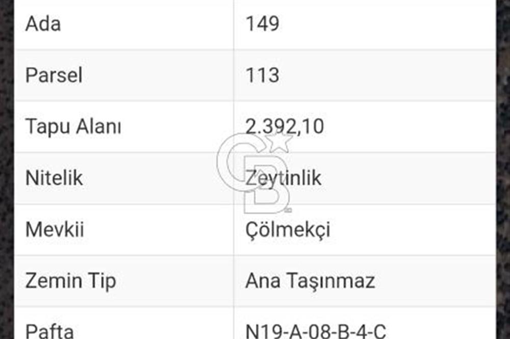 MİLAS.DERİNCE DE SATILIK 2400 M2 ZEYTİNLİK