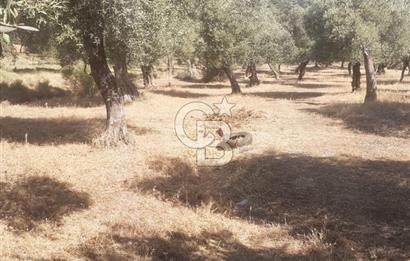 MİLAS.DERİNCE DE SATILIK 2400 M2 ZEYTİNLİK