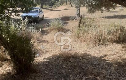 MİLAS.DERİNCE DE SATILIK 2400 M2 ZEYTİNLİK